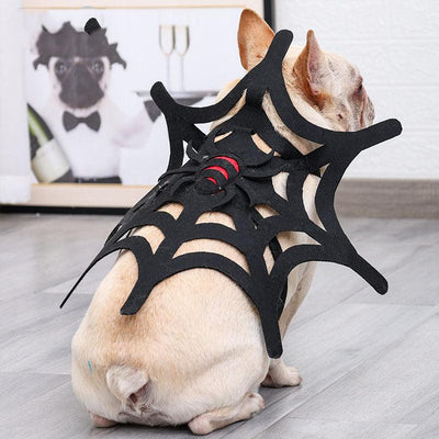 Halloween Cat Dog Spider Web Makeover - Dog Hugs Cat