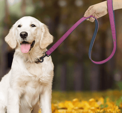 Pet Dog Leash Pull-Resistant Leather Products - Dog Hugs Cat