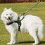 Chest Harness Dog Leash - Dog Hugs Cat