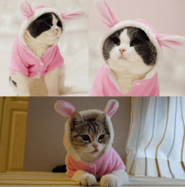 Pet Cat Clothes Mascotas Costume Clothes For Pet Hoodies Cute Rabbit Cat Clothing Puppy Fleece Warm Pet Cat Jacket - Dog Hugs Cat