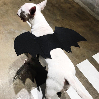 Pet Bat Wings Transformed Into Dog Accessories - Dog Hugs Cat