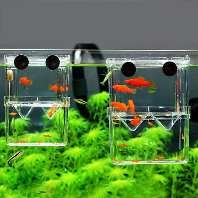 Acrylic Fish Hatchery: A Transparent Sanctuary for Juvenile Fish - Dog Hugs Cat