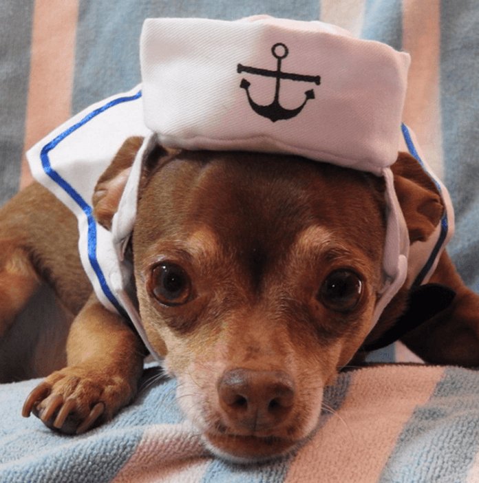 Adorable Nautical Pet Costume Set - Perfect for Halloween Cosplay! - Dog Hugs Cat