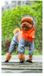 All-Weather Dog Raincoat: Ultimate Protection for Your Furry Friend - Dog Hugs Cat