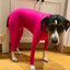 Alluring Four-Legged Elastic Pet Clothing for Autumn and Winter - Dog Hugs Cat