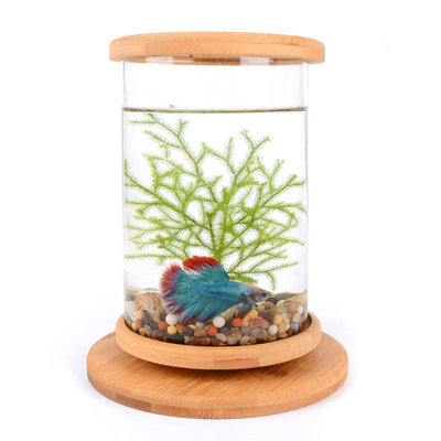 Bamboo Base Mini Glass Aquarium: A Stylish and Compact Fish Tank Decoration - Dog Hugs Cat