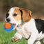 Dog Toy Ball Audible Glow Can Float Grinding Teeth Pets Toy - Dog Hugs Cat