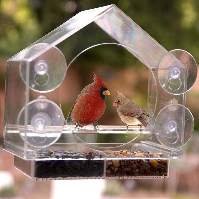 Bird's Eye View: Smart Bird Feeder with Live Camera Feed - Dog Hugs Cat