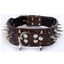 Black Spiked Leather Dog Collar for Large Breeds - Dog Hugs Cat