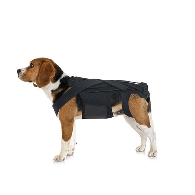 Back Brace For Dogs With Ivdd, Arthritis, Back Pain, Surgical Recovery And Rehabilitation, Dachshund Back Pain Relief, Ivdd Harness - Dog Hugs Cat