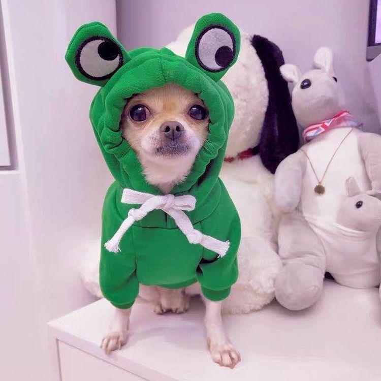 Fruit Dog Clothes Two-Legged Hooded Outfits Green Fleece Clothing Autumn Winter Hoodies - Dog Hugs Cat